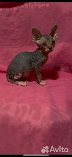 Девочки канадские