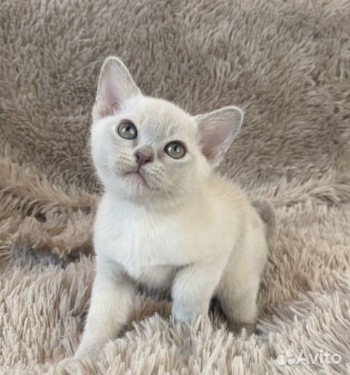 Бурманский котенок