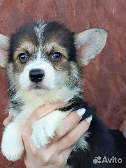 Щенки корги