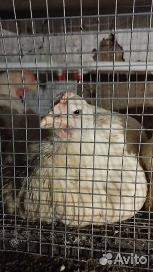 Цыпленок бройлер Кобб 500