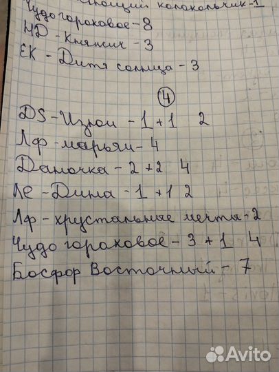 Фиалки