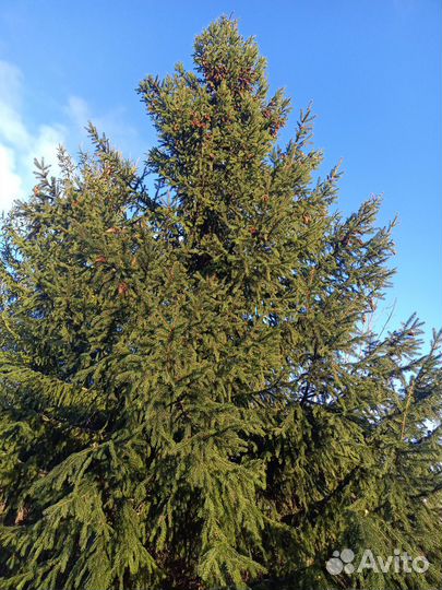 Еловые,сосновые ветки,лапник