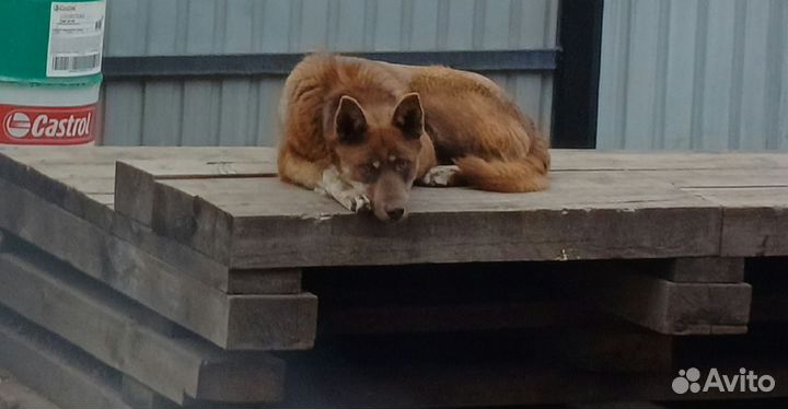 Кобель лайки бесплатно в добрые руки