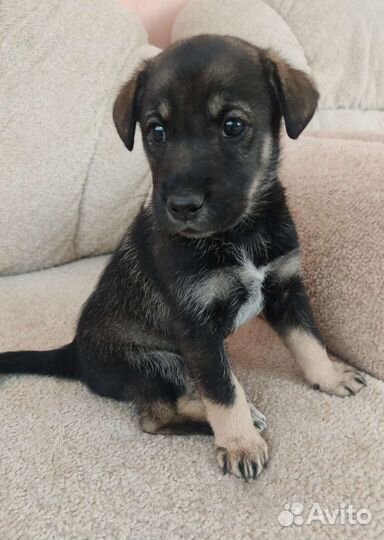 Хорошая девочка в хорошие руки