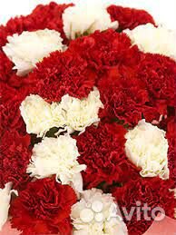 Гвоздика однобутонная оптом
