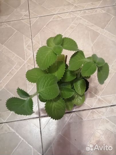 Мята комнатная