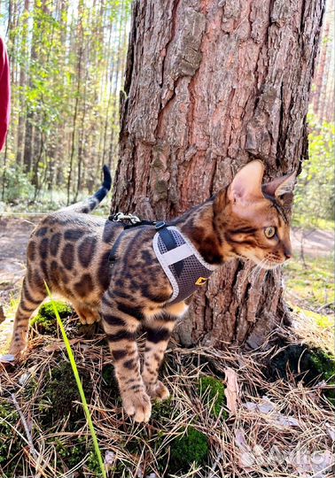 Бенгальские котята