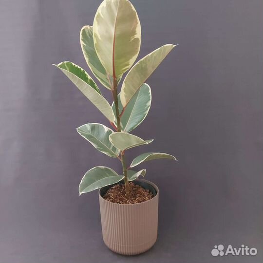 Фикус Тенике Комнатные растения Тюмень