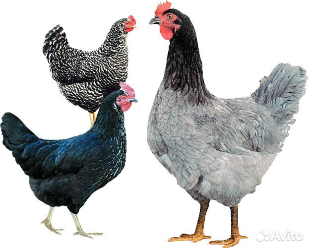 Цыплята доминант голубой, крапчатый, черный