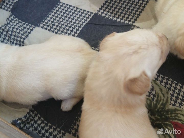 Щенки Лабрадора Ретривер,чистокровные