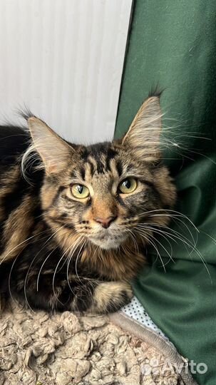 К’отель «4 лапки» передержка кошек и собак