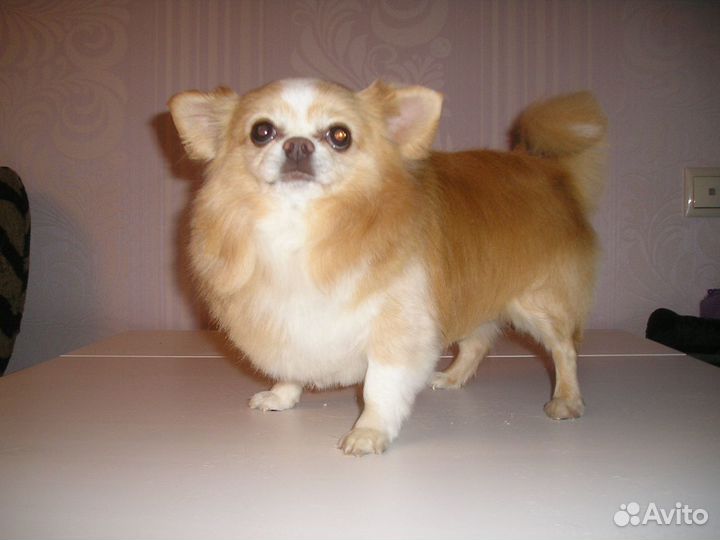 Стрижка собак декоративных пород с выездом