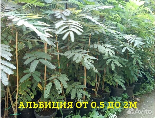 Редкие растения для сада