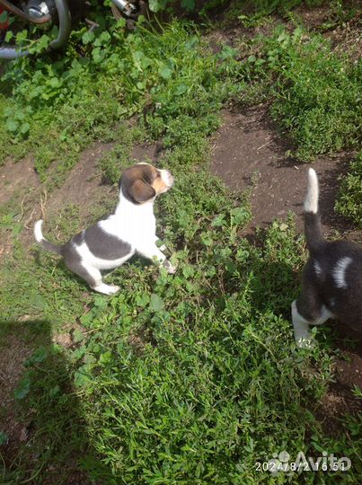 Щенки Русской Пегой гончей