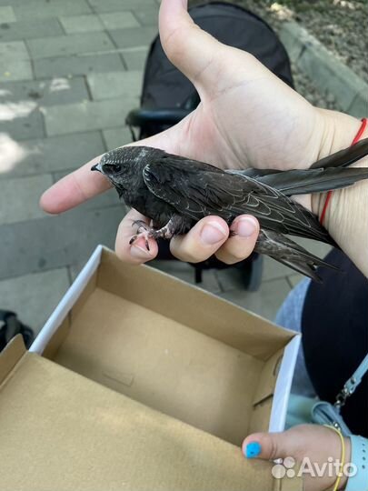 Отдам стрижа