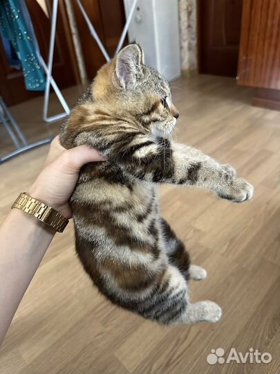 Кошка британка