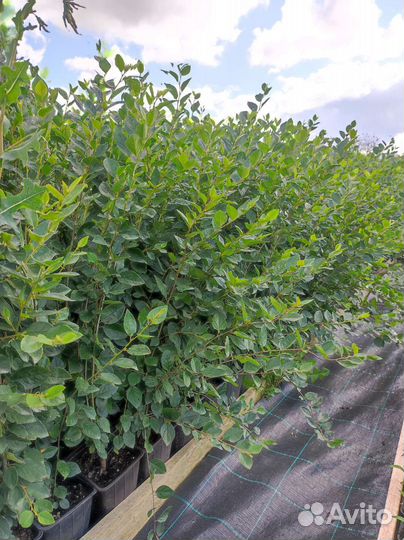 Кизильник блестящий