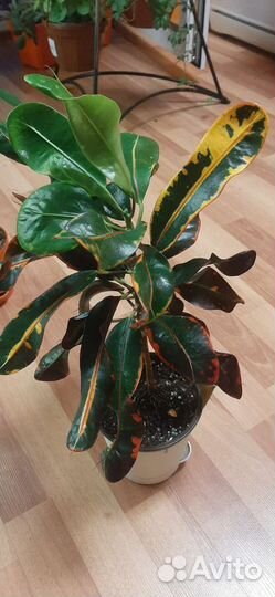 Кодиеум кротонМамми