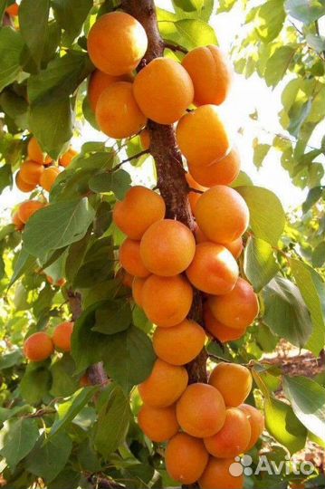 Саженцы колоновидного абрикоса