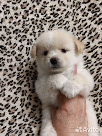 Щенки шпица