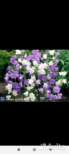 Ромашка эдельвейс,и друге цветы,петунья