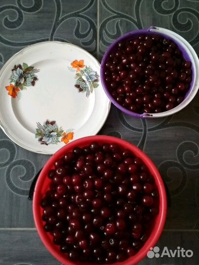 Черешня крупная, домашняя. Временно нет