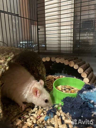 Крыса белая девочка