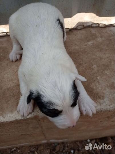 Бесплатно Щенки Бордер колли (Пастух)