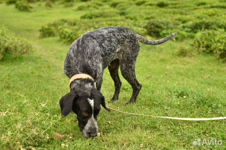 Курцхаар в добрые руки