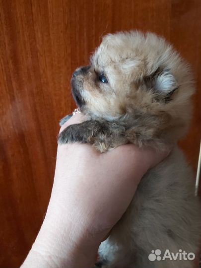 Щенки померанского шпица
