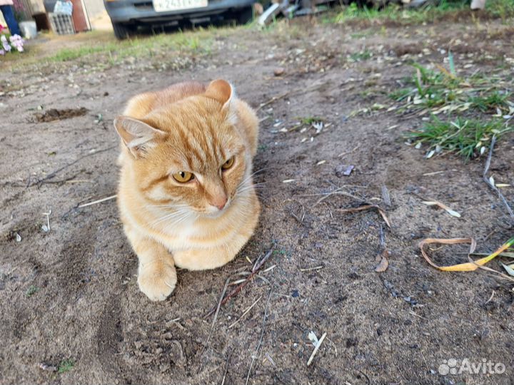 Кот ищет дом