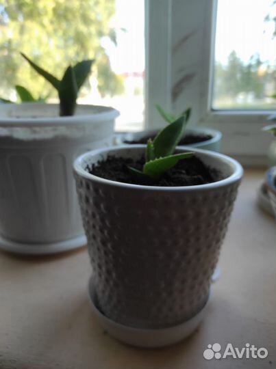 Сансевиерия