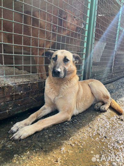 Собака в добрые руки