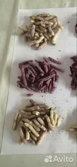 Ризомы ахименесов