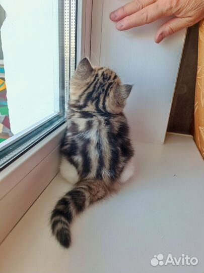 Британская (табби) кошечка