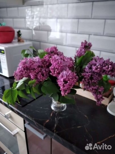 Сирень саженцы