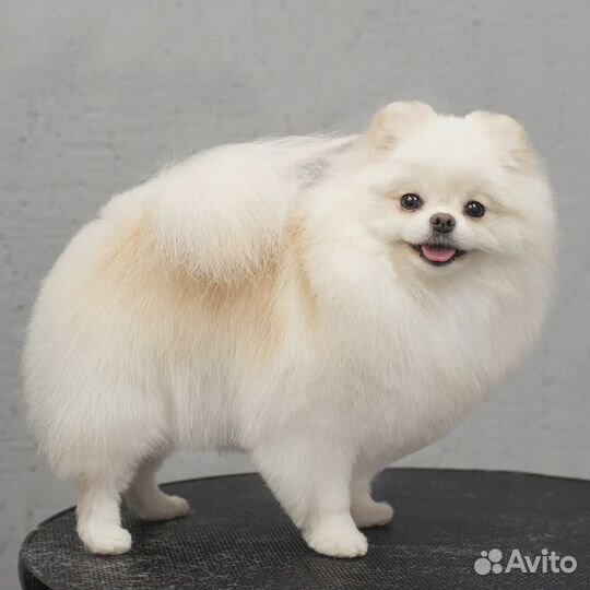 Стрижка собак и кошек, груминг, экспресс-линька