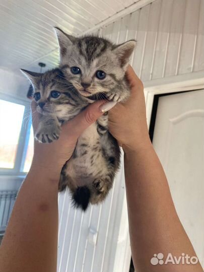 Котята