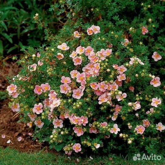 Лапчатка кустарниковая Лавли Пинк (Пинк Бьюти)