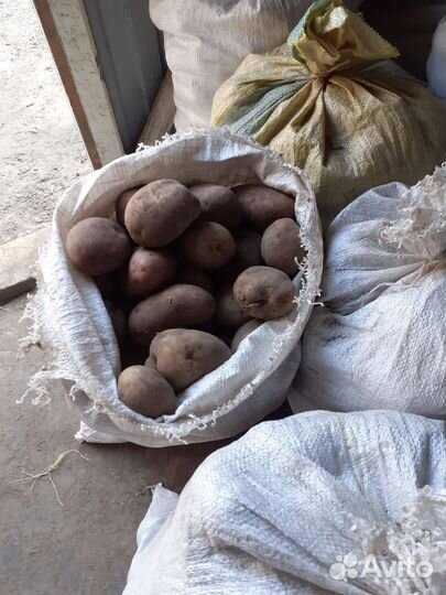 Семенной картофель