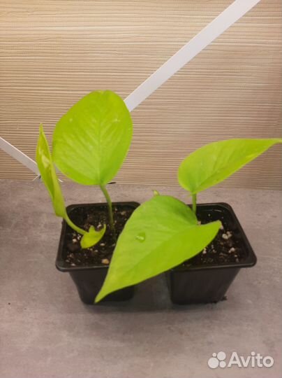 Сциндапсус neon