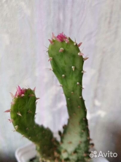 Кактус опунция с розовыми колючками