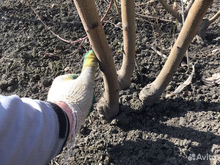 Саженцы персика