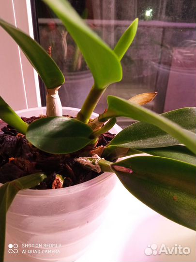 Орхидея каттлея