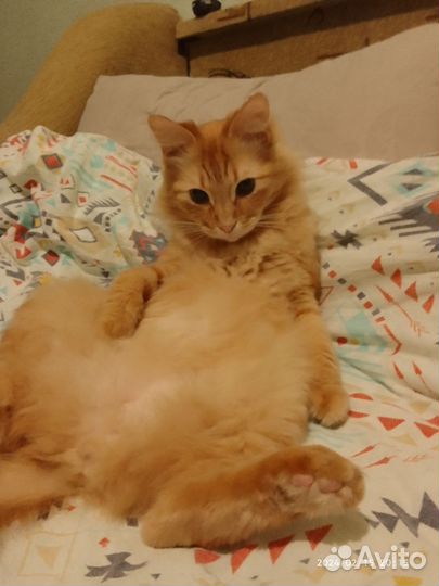 Отдам в добрые руки кошечка и кот