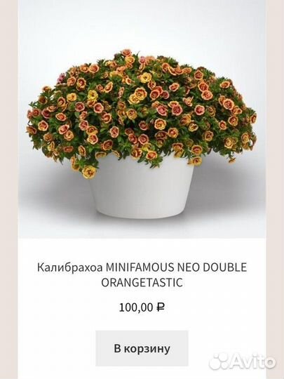 Черенки калибрахоа