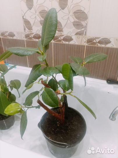 Фикус каучуконосный большой