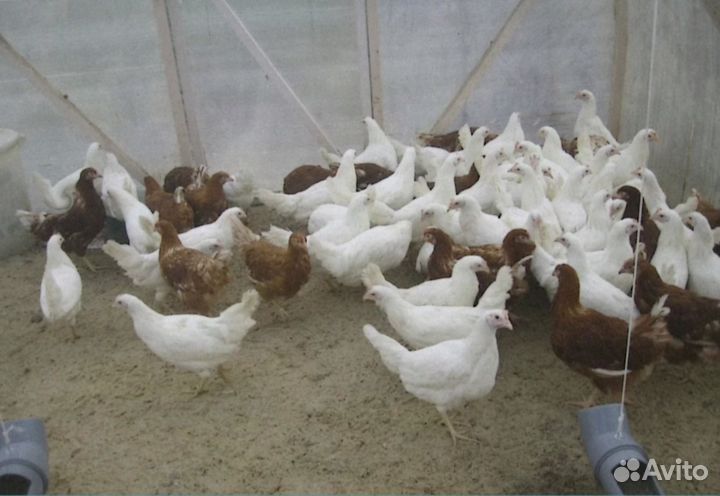 Куры-несушки яичные