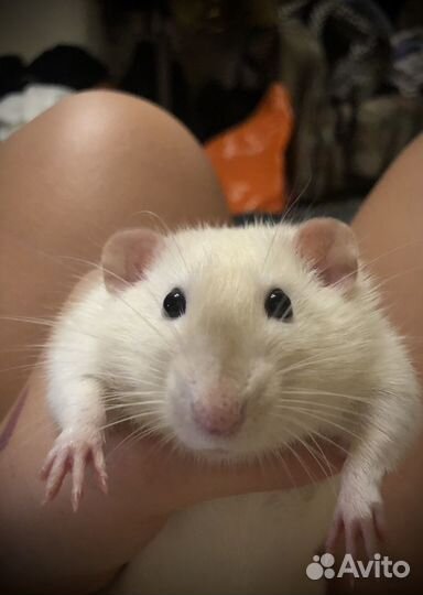 Вязка крыс дамбо Фавн рекс и Сиам