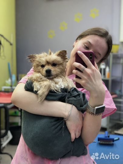 Груминг/стрижка собак